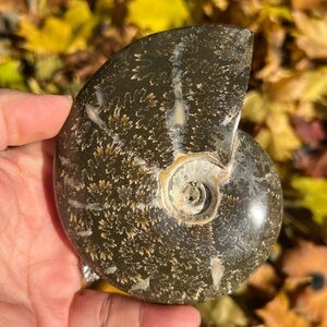 Ammonite (1) with stand | crystal